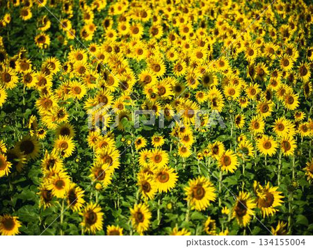 Sunflower field 134155004