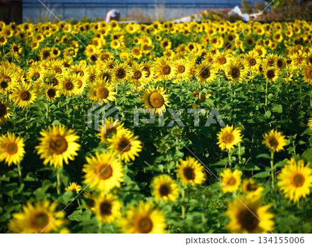 Sunflower field Sunflower field 134155006
