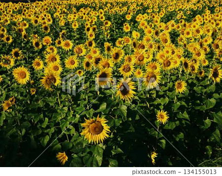 Sunflower field Sunflower field 134155013
