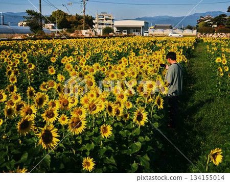Sunflower field Sunflower field 134155014