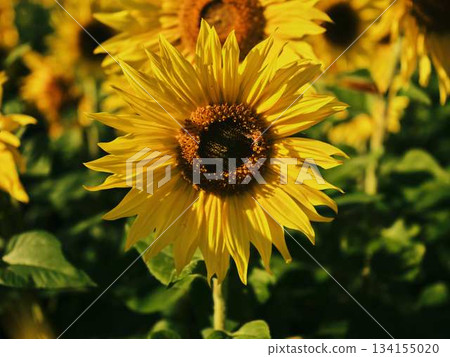 Sunflower field Sunflower field 134155020