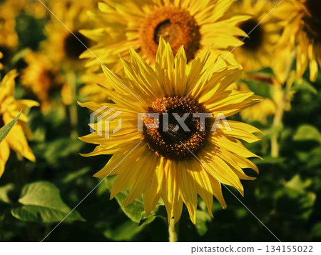 Sunflower field 134155022