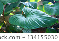 Vibrant Heart-Shaped Tropical Leaf Texture in Sunlight, Lush Green Homalomena Foliage 134155030