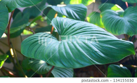 Vibrant Heart-Shaped Tropical Leaf Texture in Sunlight, Lush Green Homalomena Foliage Vibrant Heart-Shaped Tropical Leaf Texture in Sunlight, Lush Green Homalomena Foliage 134155030