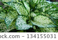 Lush Green and White Aglaonema Foliage Close-up, Tropical Indoor Plant Texture 134155031