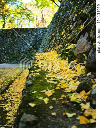 Ginkgo biloba Ginkgo biloba 134155059