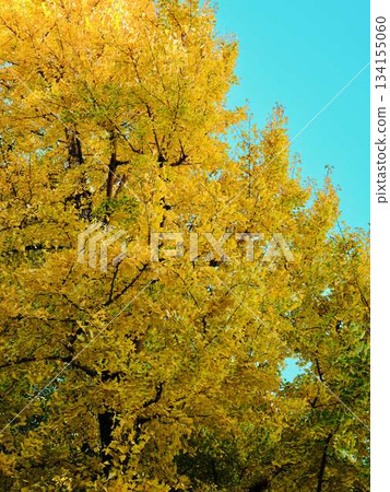Ginkgo biloba Ginkgo biloba 134155060