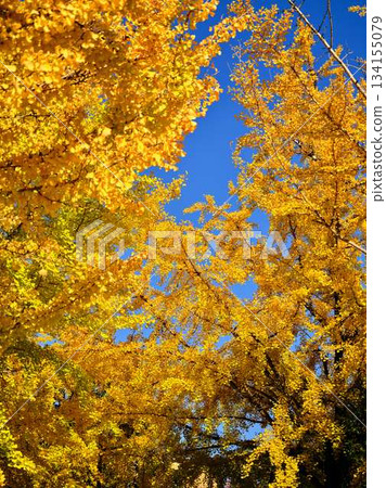 Ginkgo biloba Ginkgo biloba 134155079