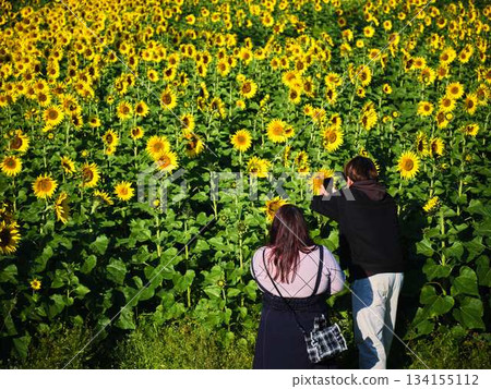 Couple on a date in a sunflower field Couple on a date in a sunflower field 134155112