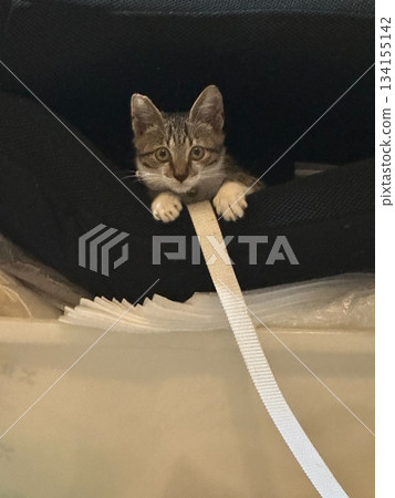 A cute tabby kitten peeks out from the edge. A cute tabby kitten peeks out from the edge. 134155142