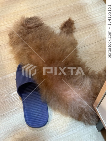 A poodle puppy naps on a blue sandal 134155151