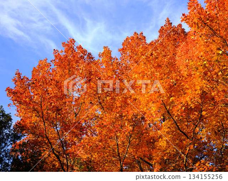 Autumn leaves at Harigijosuiba 134155256