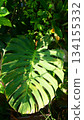 Monstera Deliciosa Leaf in Sunlight, natural background 134155332