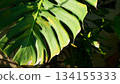 Detailed Close-up of a Monstera Deliciosa Leaf in Sunlight, natural background 134155333