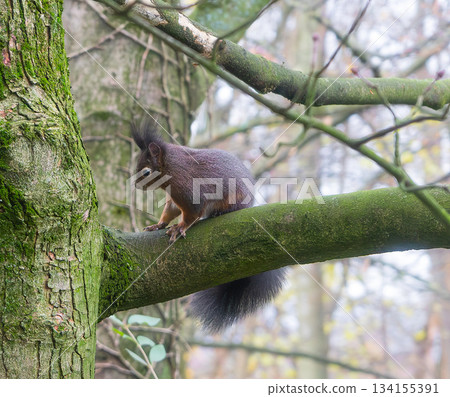 Brown squirrel Sciurus vulgaris, sitting on a branch North Hesse, Hesse. 134155391