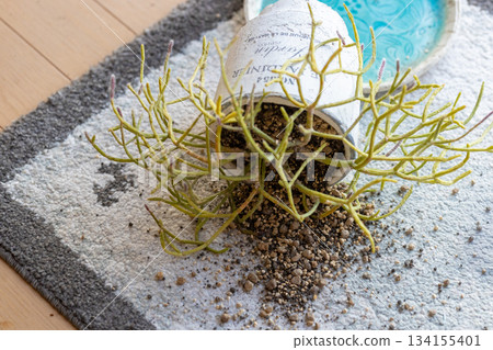 A potted rhipsalis has fallen over, spilling soil onto the mat. A potted rhipsalis has fallen over, spilling soil onto the mat. 134155401