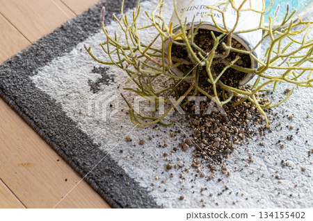 A potted rhipsalis has fallen over, spilling soil onto the mat. A potted rhipsalis has fallen over, spilling soil onto the mat. 134155402