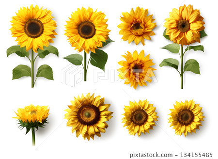 sunflowers. collection of hand drawn sunflowers flowers isolated on a white background 134155485