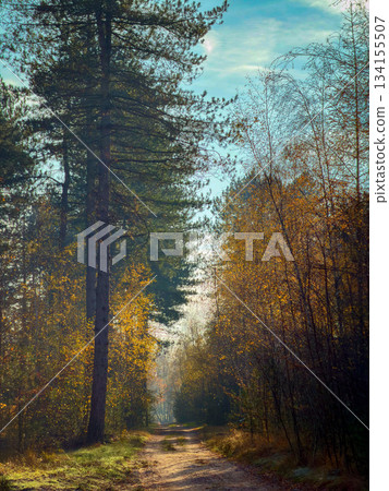 Rijkevorsel, Antwerpse Kempen, Belgium, Soft early light bathes peaceful pine pathway through nature Rijkevorsel, Antwerpse Kempen, Belgium, Soft early light bathes peaceful pine pathway through nature 134155507