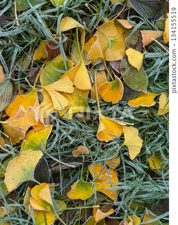 Yellow ginkgo leaves rest on icy grass creating visual interest Yellow ginkgo leaves rest on icy grass creating visual interest 134155519