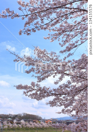 城市街道和六甲山脈的櫻花盛開 134155576