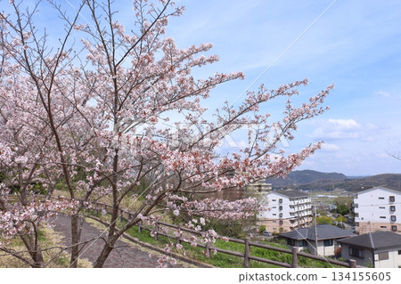 Cityscape and cherry blossoms in full bloom Cityscape and cherry blossoms in full bloom 134155605