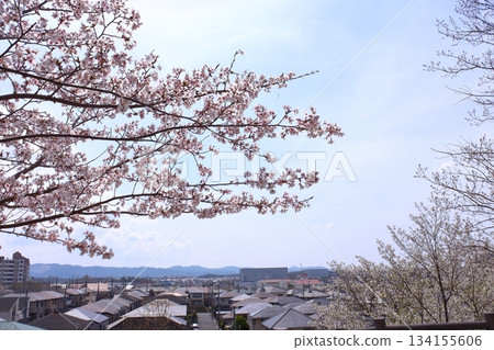 Cityscape and cherry blossoms in full bloom 134155606