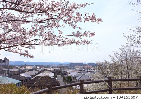 Cityscape and cherry blossoms in full bloom Cityscape and cherry blossoms in full bloom 134155607