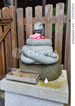 Otoyo Shrine, Kyoto: Komami and beautiful camellias (Sakyo Ward, Kyoto City, Kyoto Prefecture) Otoyo Shrine, Kyoto: Komami and beautiful camellias (Sakyo Ward, Kyoto City, Kyoto Prefecture) 134155624
