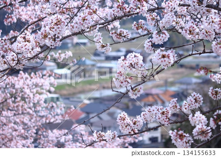 Cityscape and cherry blossoms in full bloom Cityscape and cherry blossoms in full bloom 134155633