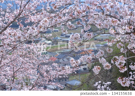 城市景觀與盛開的櫻花交相輝映 134155638