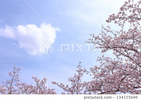 Blue sky and cherry blossoms in full bloom 134155640
