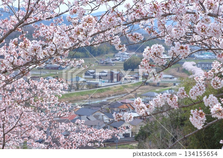 城市景觀與盛開的櫻花交相輝映 134155654