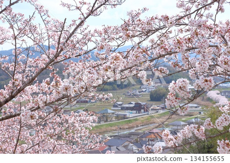 城市景觀與盛開的櫻花交相輝映 134155655