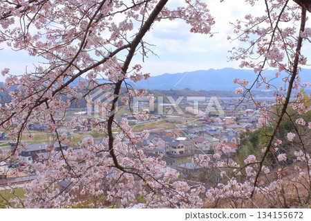 六甲山脈與盛開的櫻花。 六甲山脈與盛開的櫻花。 134155672