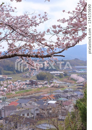 城市街道和六甲山脈的櫻花盛開 城市街道和六甲山脈的櫻花盛開 134155690
