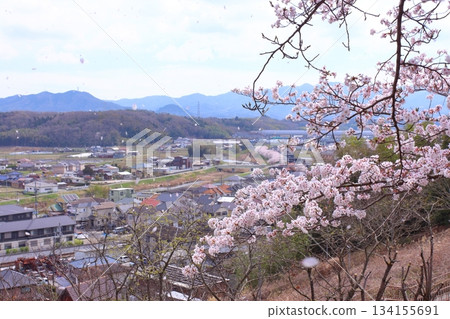 城市街道和六甲山脈的櫻花盛開 城市街道和六甲山脈的櫻花盛開 134155691