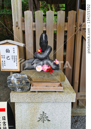京都大豐神社：小豆丸與美麗的山茶花（京都府京都市左京區） 134155702