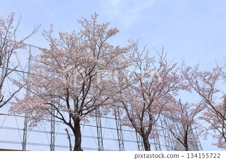 School fence and cherry blossoms in full bloom School fence and cherry blossoms in full bloom 134155722