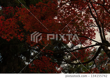 鮮紅的秋葉 鮮紅的秋葉 134155742
