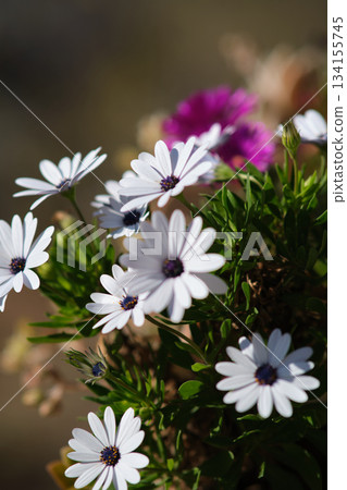 white Osteospermum flowers African chamomile white Osteospermum flowers African chamomile 134155745