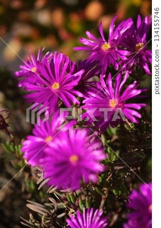Trailing ice plant lampranthus spectabilis Trailing ice plant lampranthus spectabilis 134155746