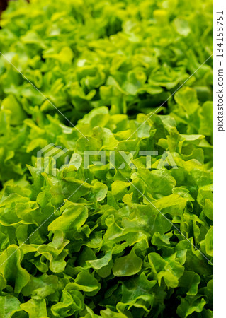 close-up green fresh lettuce leaves 134155751