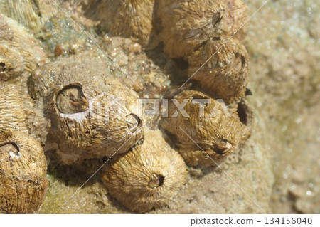Cirripedia water animal from the Red Sea 134156040