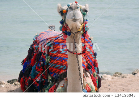 camel is resting near the sea 134156043