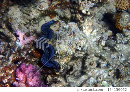 Giant Clam from the Red Sea 134156052