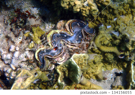 Giant Clam from the Red Sea Giant Clam from the Red Sea 134156055