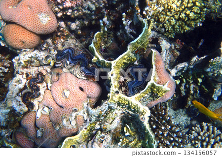 Giant Clam from the Red Sea 134156057