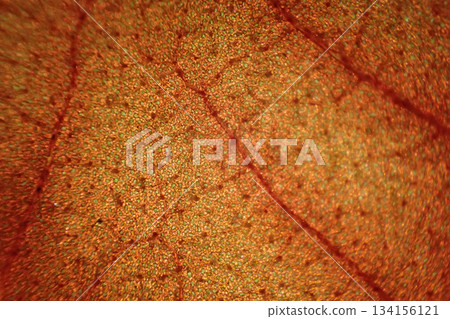 old leaf texture old leaf texture 134156121