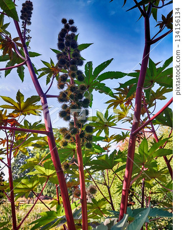 palma christi as toxic plant palma christi as toxic plant 134156134